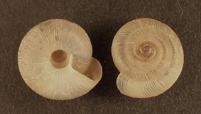 Pleurodiscus balmei (Potiez & Michaud, 1838)